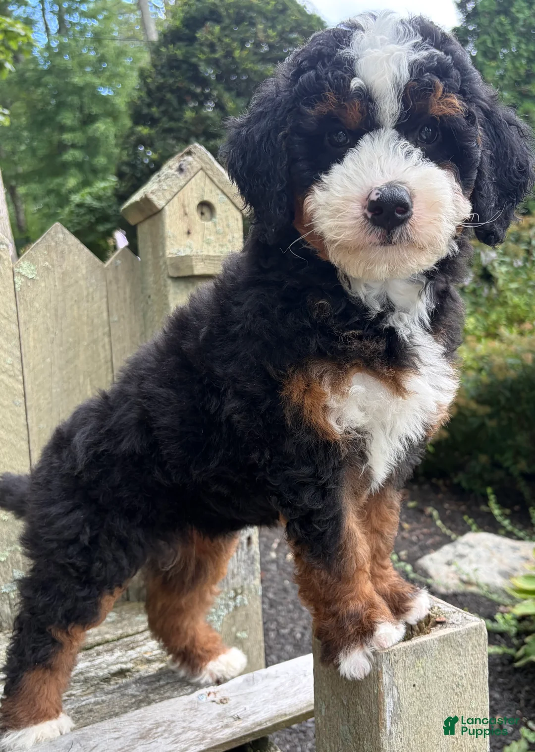 Mini Bernedoodle dogs for sale: 💙IN BOSTON MASSACHUSETTS AREA💙TRADITIONAL TRI COLOR💙MINI BERNEDOODLE BOY💙 - Ad 10