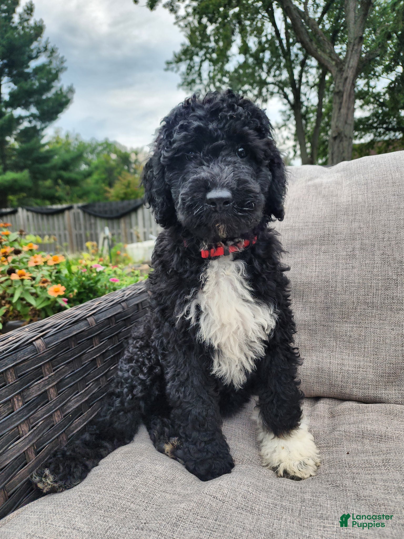 Mini Sheepadoodle dogs Stella - Ad 2