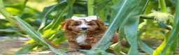 Cavapoo dogs for sale: Liberty - Ad 10