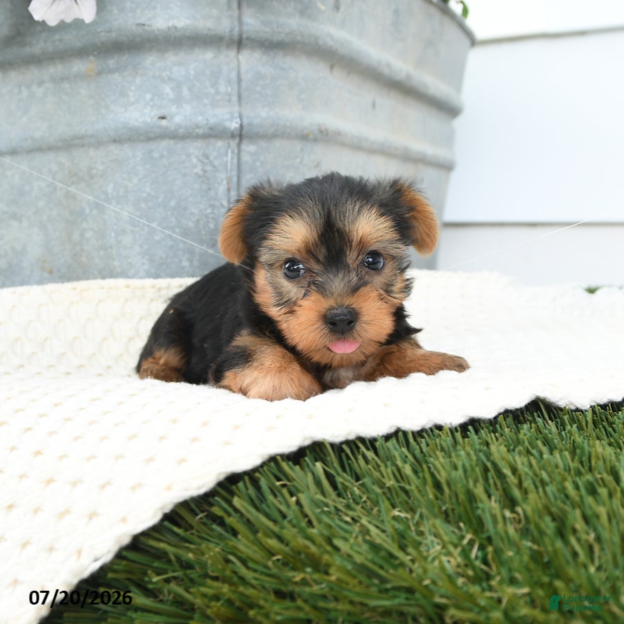 Yorkshire Terrier dogs Leo - Ad 1