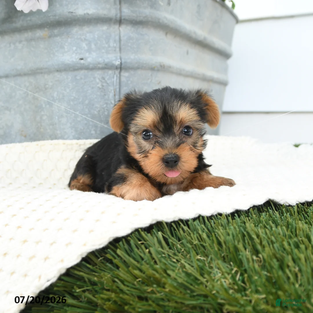 Yorkshire Terrier dogs for sale: Leo - Ad 1