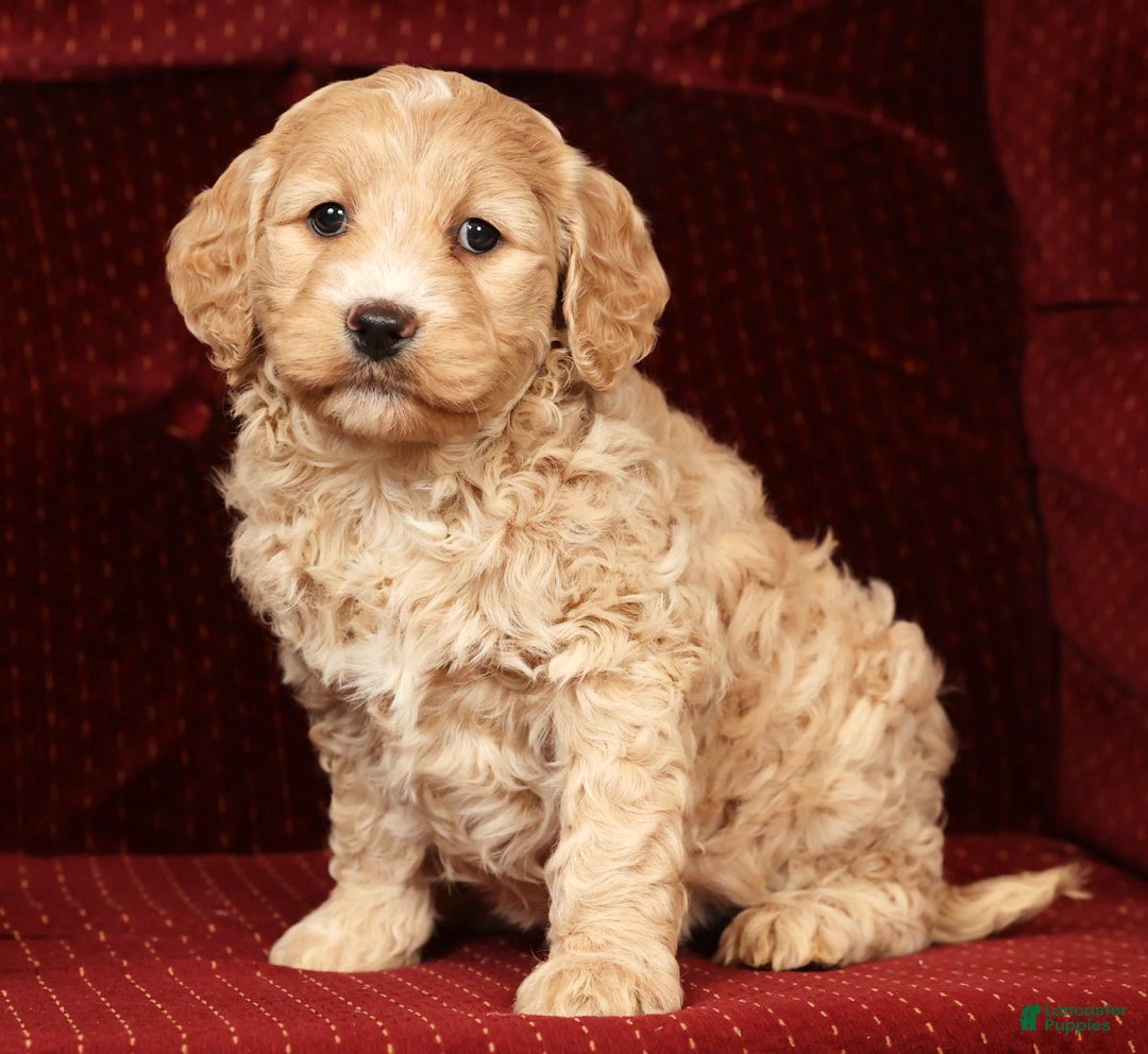 Labradoodle dogs for sale: Gracie - Ad 1