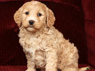 Labradoodle dogs Gracie - Ad 19