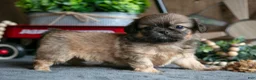 Pekingese dogs for sale: Pearl - Ad 1
