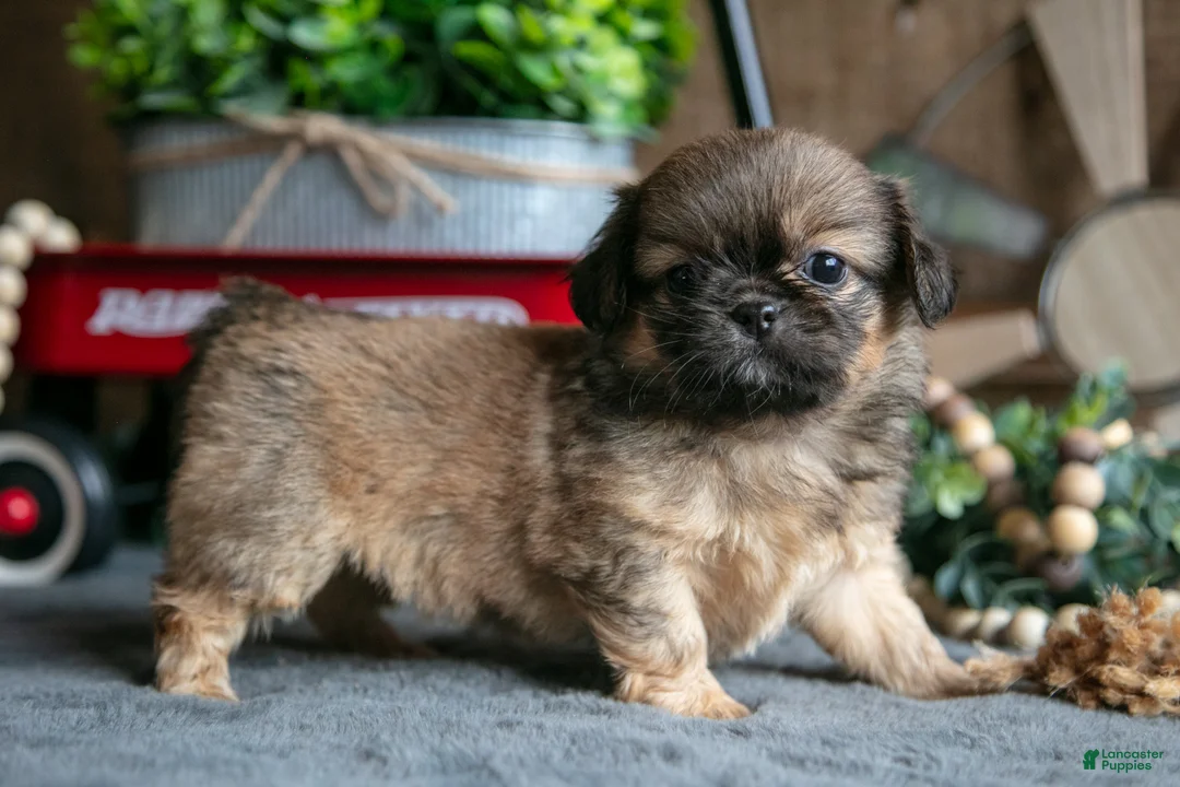 Pekingese dogs for sale: Pearl - Ad 1