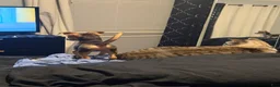 Chihuahua dogs for sale: Sophie  - Ad 4