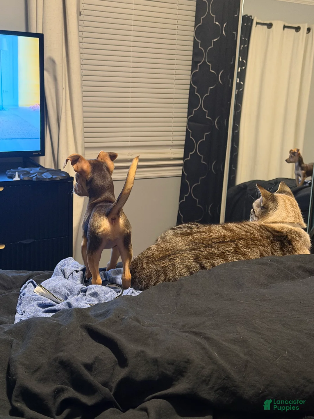 Chihuahua dogs for sale: Sophie  - Ad 4