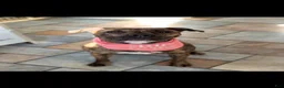 Mixed Breed dogs for sale: Blue collar - Ad 5