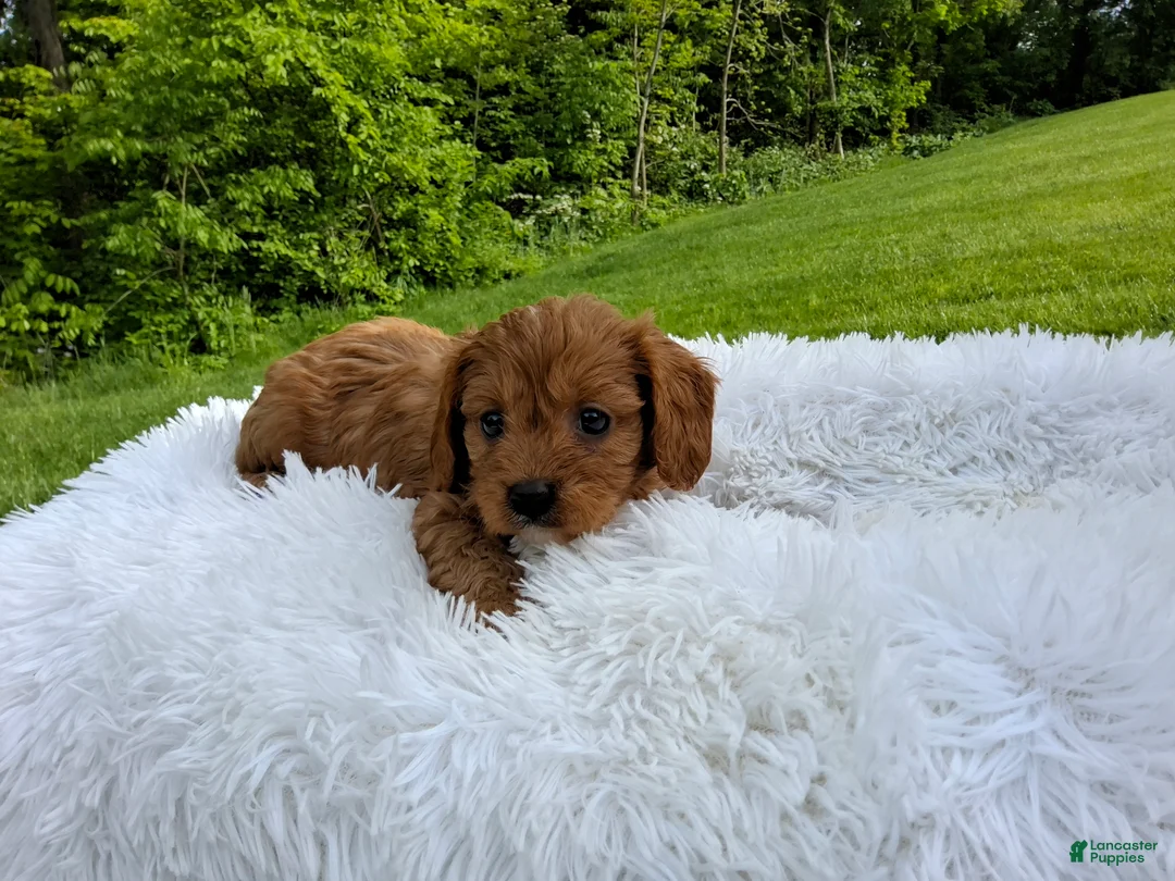 Cavapoo dogs for sale: Phoenix  - Ad 1