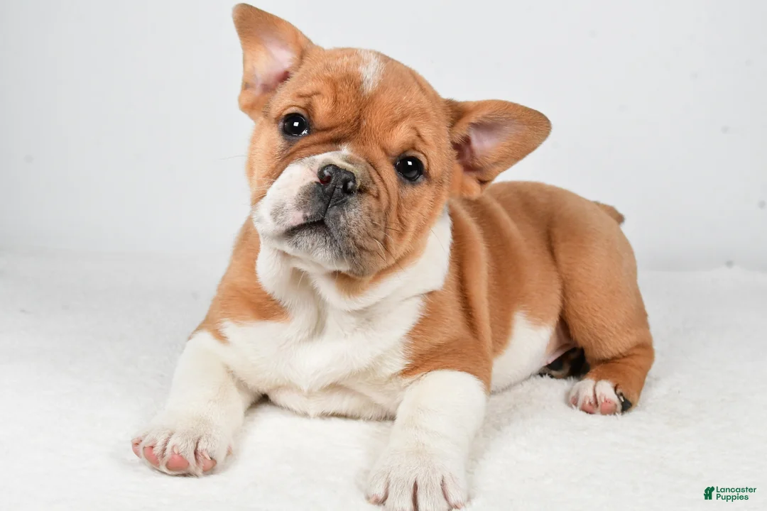 Beabull dogs for sale: Taffy - Ad 6