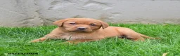 Labrador Retriever dogs for sale: Elisha - Ad 3