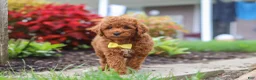 Miniature Poodle dogs for sale: Finn - Ad 3