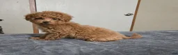 Miniature Poodle dogs for sale: cici - Ad 2