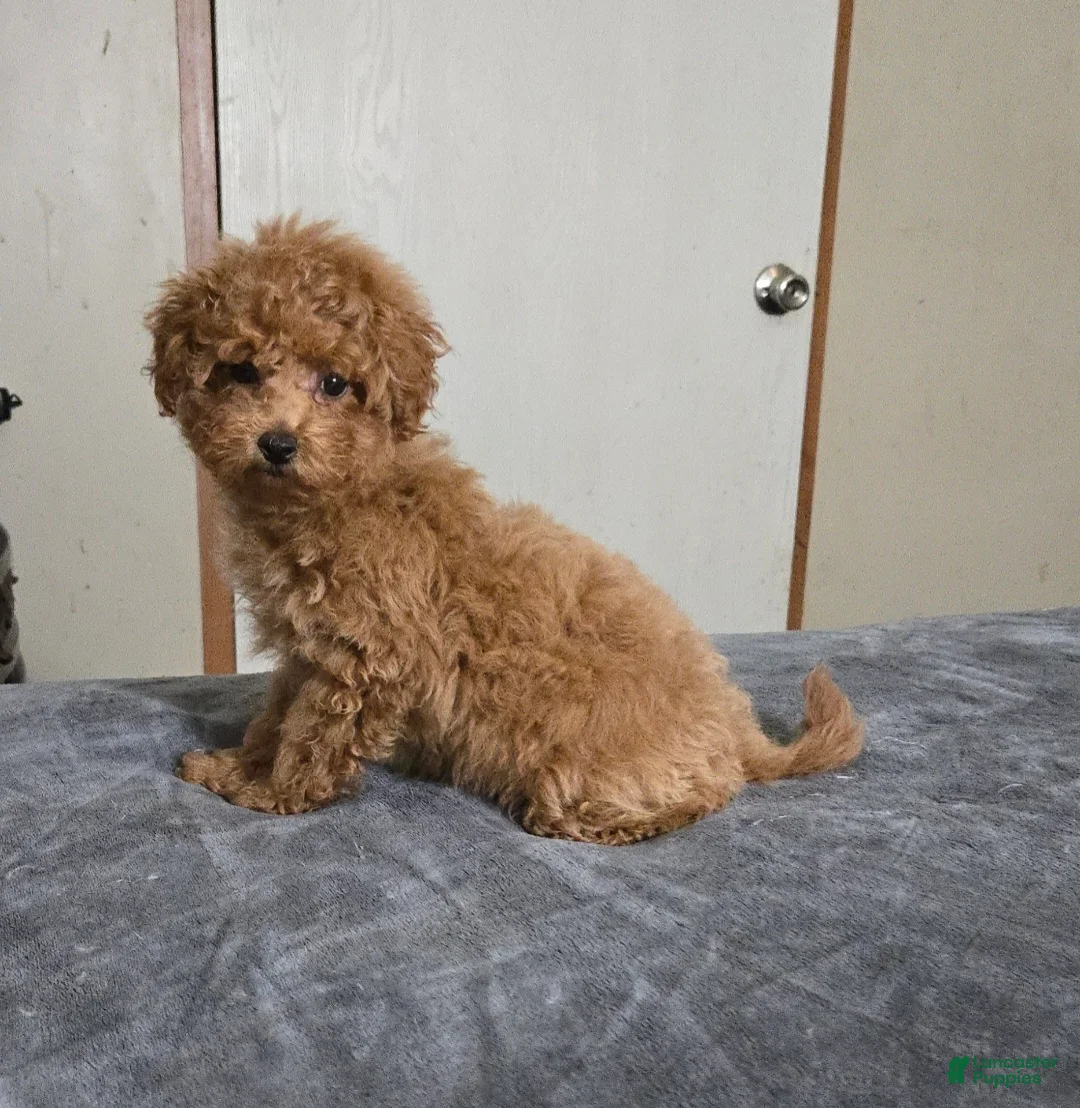 Miniature Poodle dogs for sale: cici - Ad 2