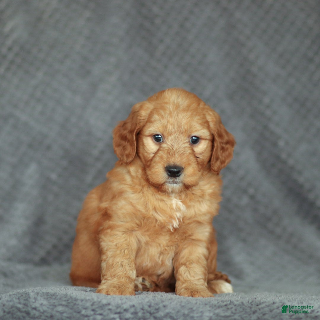 Mini Goldendoodle dogs for sale: Ruby - Ad 1