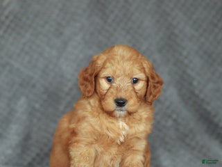 Mini Goldendoodle dogs Ruby - Ad 10