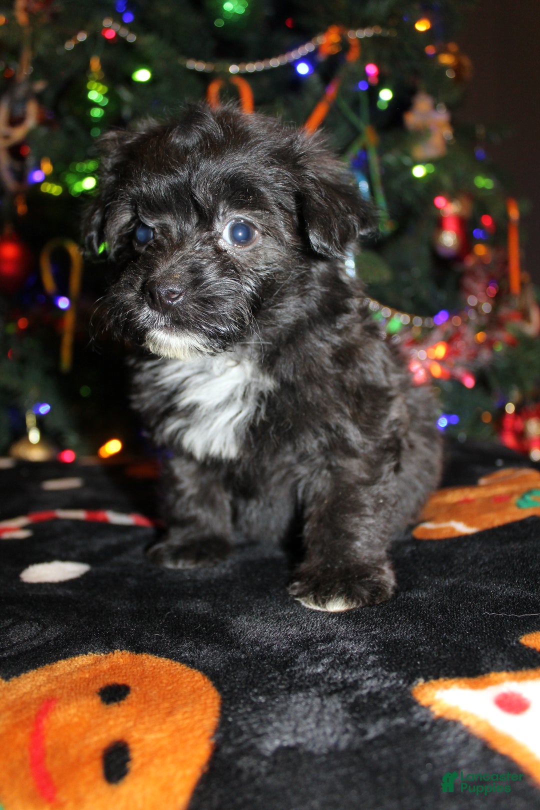 Pomapoo dogs for sale: Ollie - Ad 3