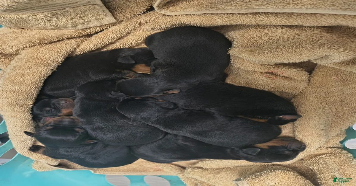 Rottweiler Puppy 1 Rottweiler for sale in Detroit | Lancaster Puppies