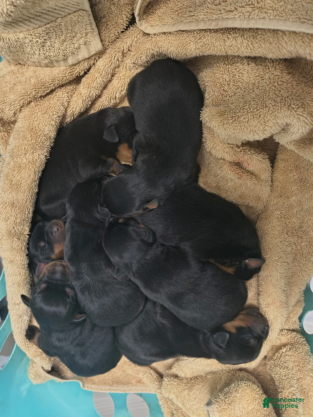 Rottweiler dogs for sale: Rottweiler Puppy 1 - Ad 1