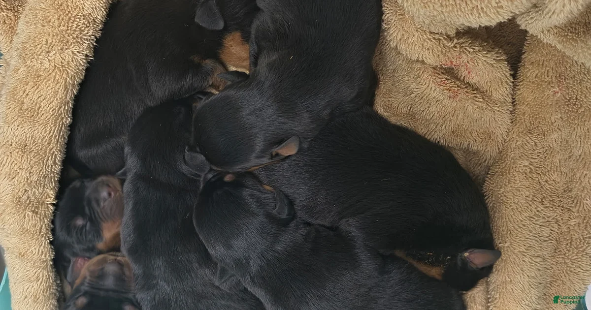 Rottweiler Puppy 1 Rottweiler for sale in Detroit | Lancaster Puppies