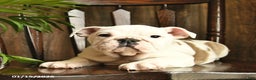 English Bulldog dogs for sale: Blossom - Ad 3