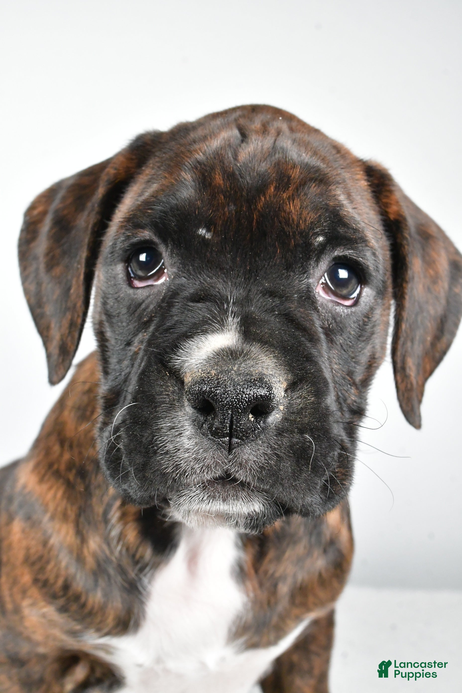 Boxer dogs Abby - Ad 2