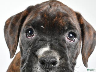 Boxer dogs Abby - Ad 31