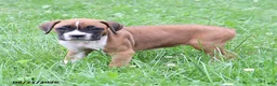 Boxer dogs for sale: Queenie - Ad 7