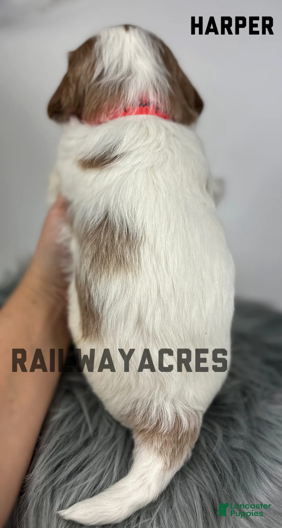 Goldendoodle dogs for sale: Harper-F1b Mini - Ad 4