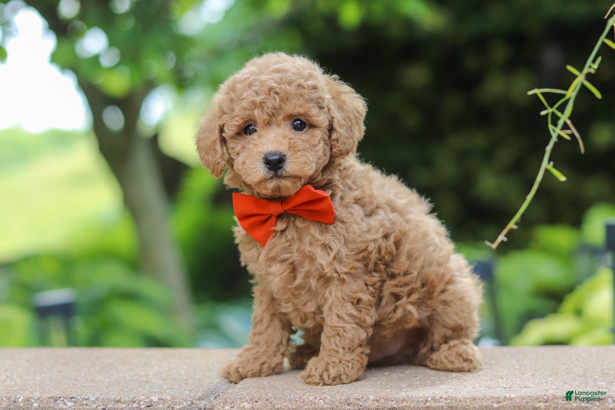 Maltipoo dogs Marley - Ad 2