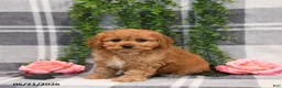 Cockapoo dogs for sale: Ida - Ad 2