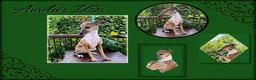 Italian Greyhound dogs for sale: VanZant - Ad 7