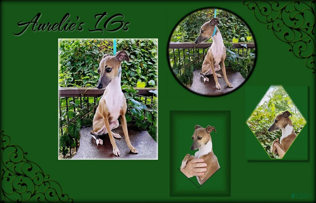 Italian Greyhound dogs for sale: VanZant - Ad 7