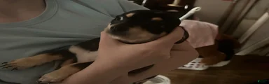 Chihuahua 2