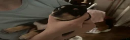Chihuahua dogs for sale: Chihuahua 2 - Ad 1