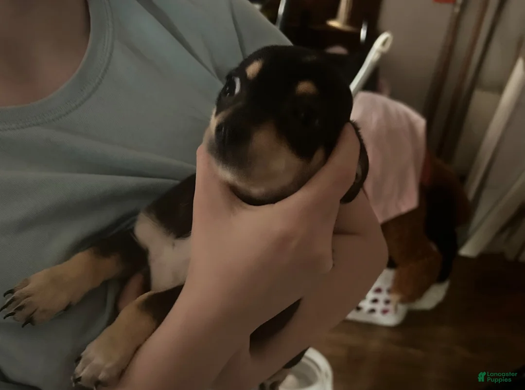 Chihuahua dogs for sale: Chihuahua 2 - Ad 1