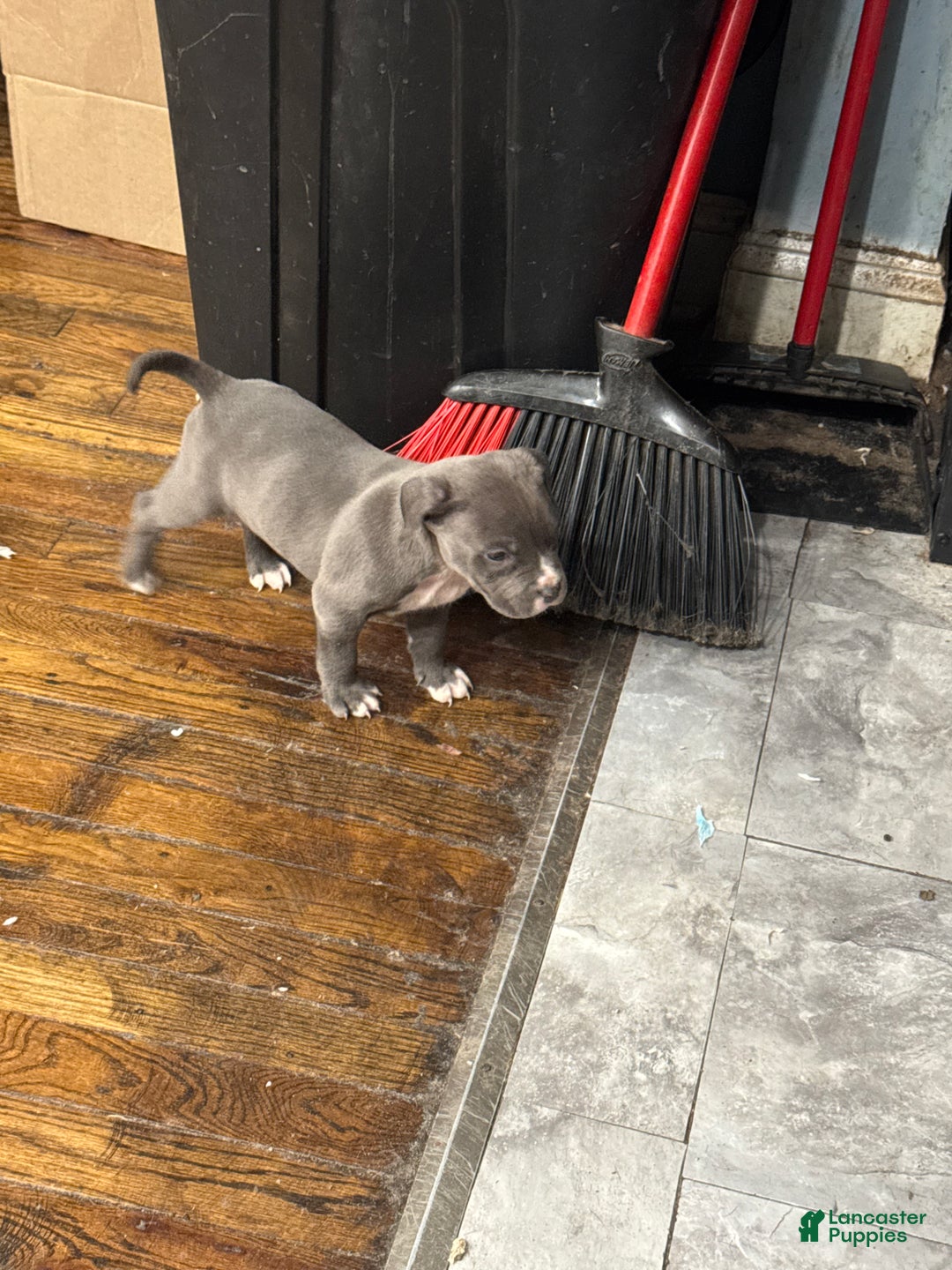 American Bully dogs for sale: American Bully Puppy 2 - Ad 3