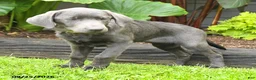 Labrador Retriever dogs for sale: Haven - Ad 3