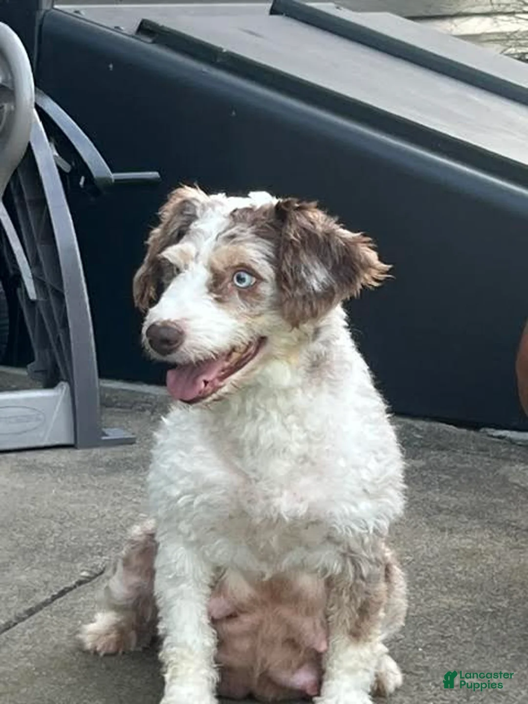 Aussiedoodle dogs for sale: Bramble Mini Aussiedoodle  - Ad 5