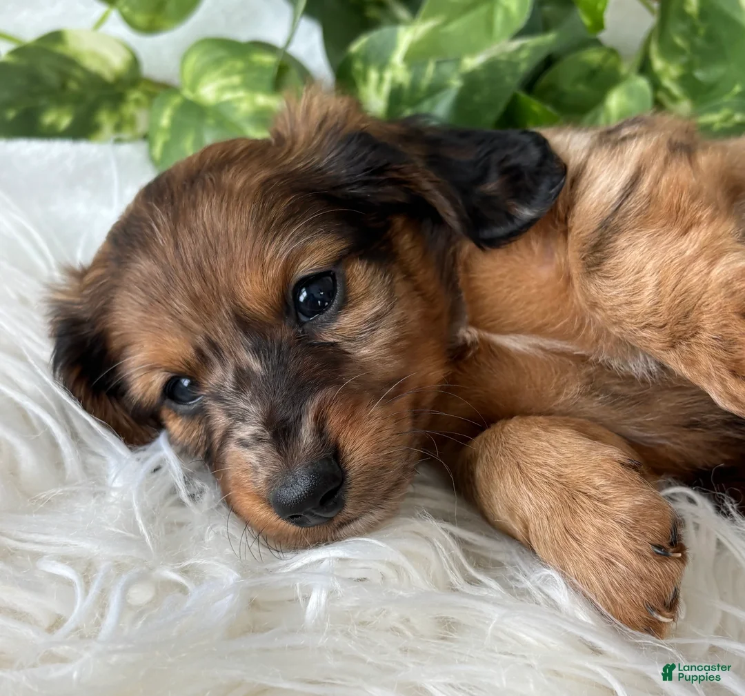 Miniature Dachshund dogs for sale: Sundance Kid Miniature Dachshund  - Ad 7