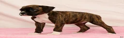 Boxer dogs for sale: Cookie - Ad 6