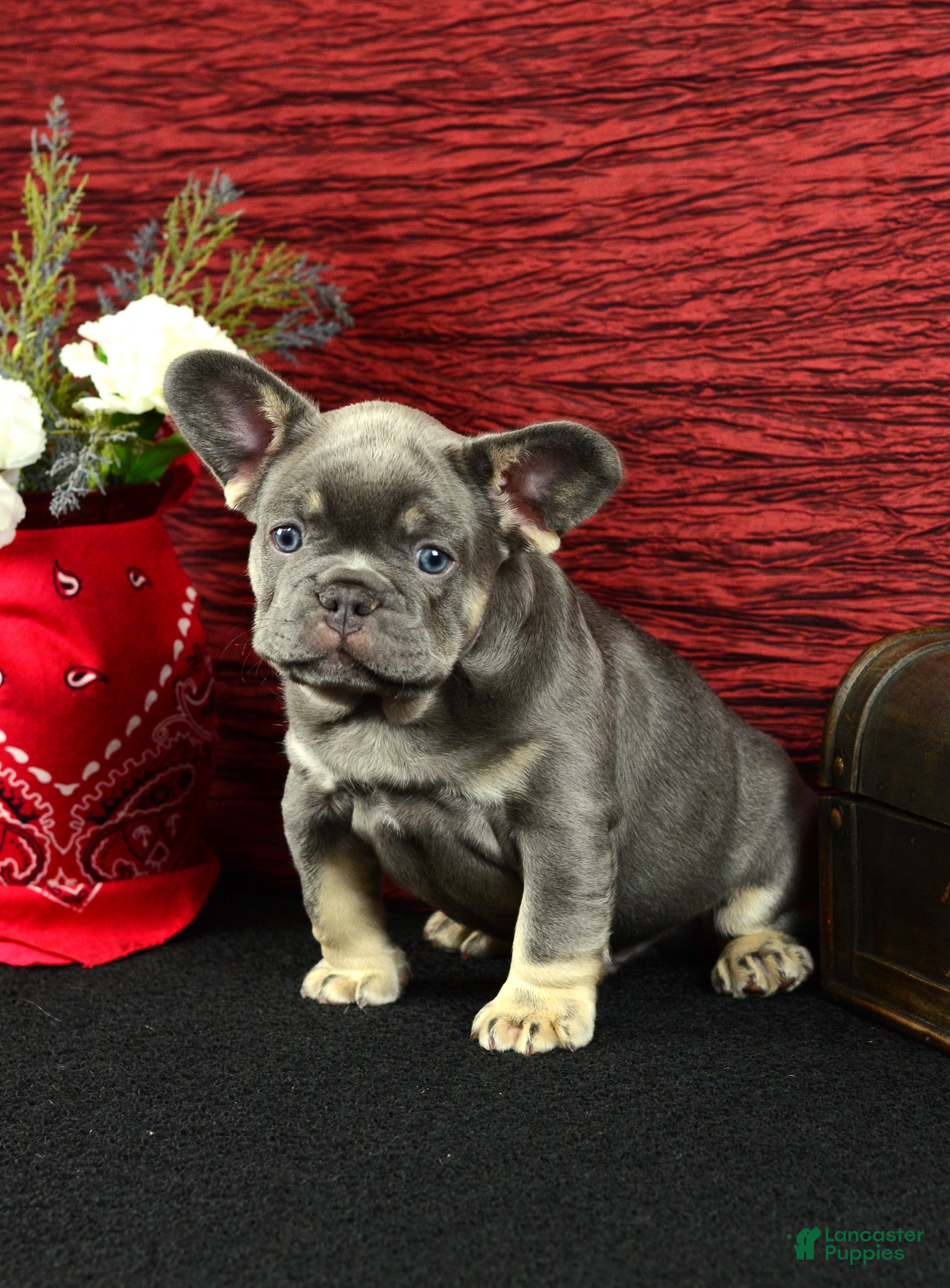 French Bulldog dogs Milo - Ad 1