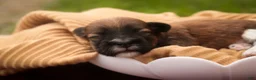 Havanese dogs for sale: Champ Havanese  - Ad 4