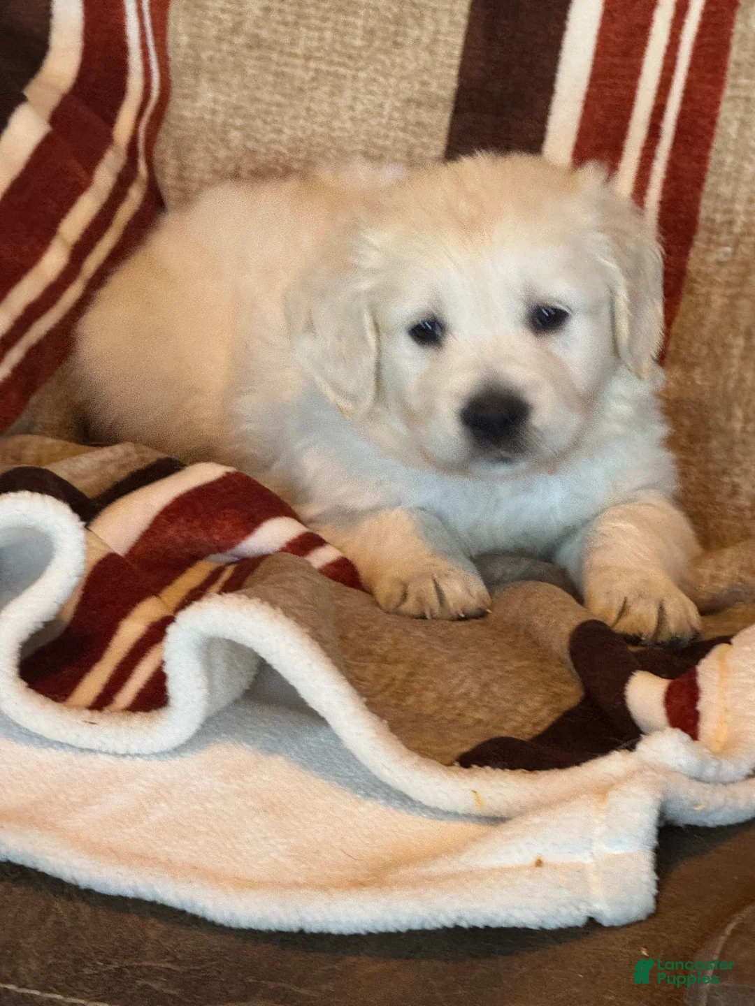 Golden Retriever dogs for sale: Blue male - Lindy  - Ad 3