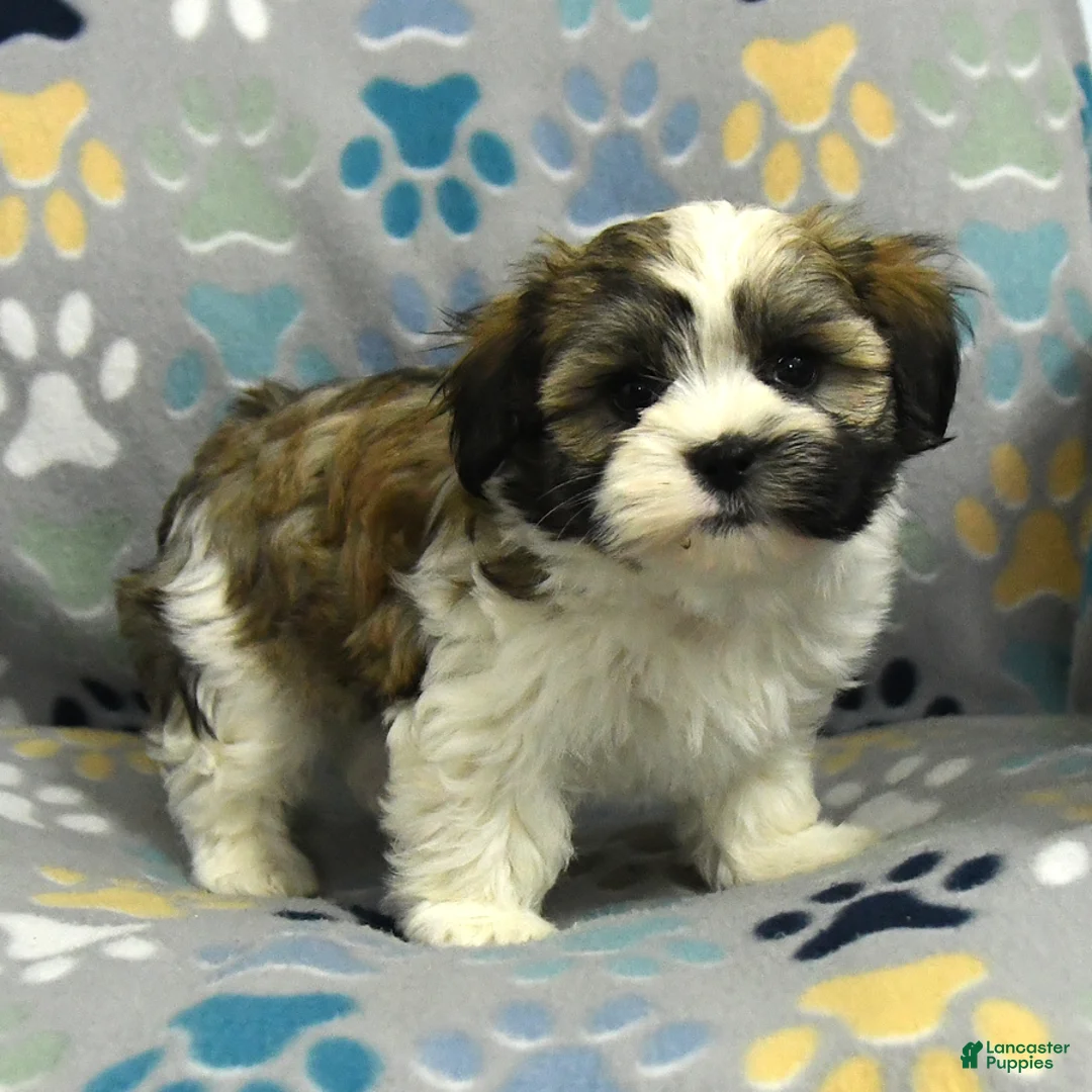 Malshi dogs for sale: Max - Ad 2