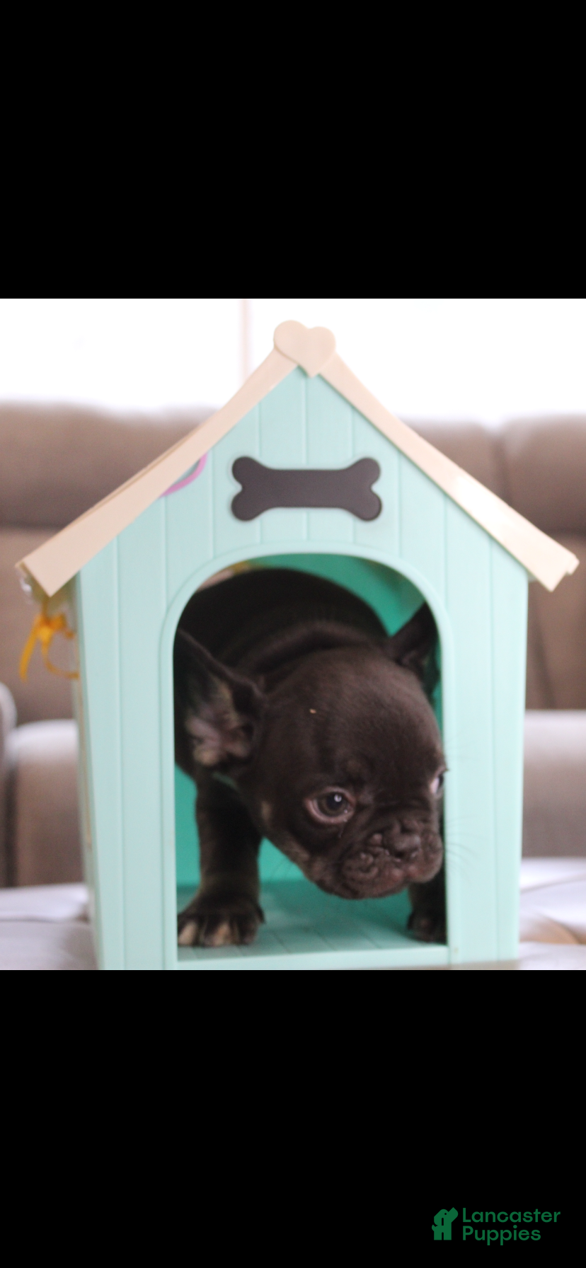 French Bulldog dogs French Bulldog Puppy 5 - Ad 2