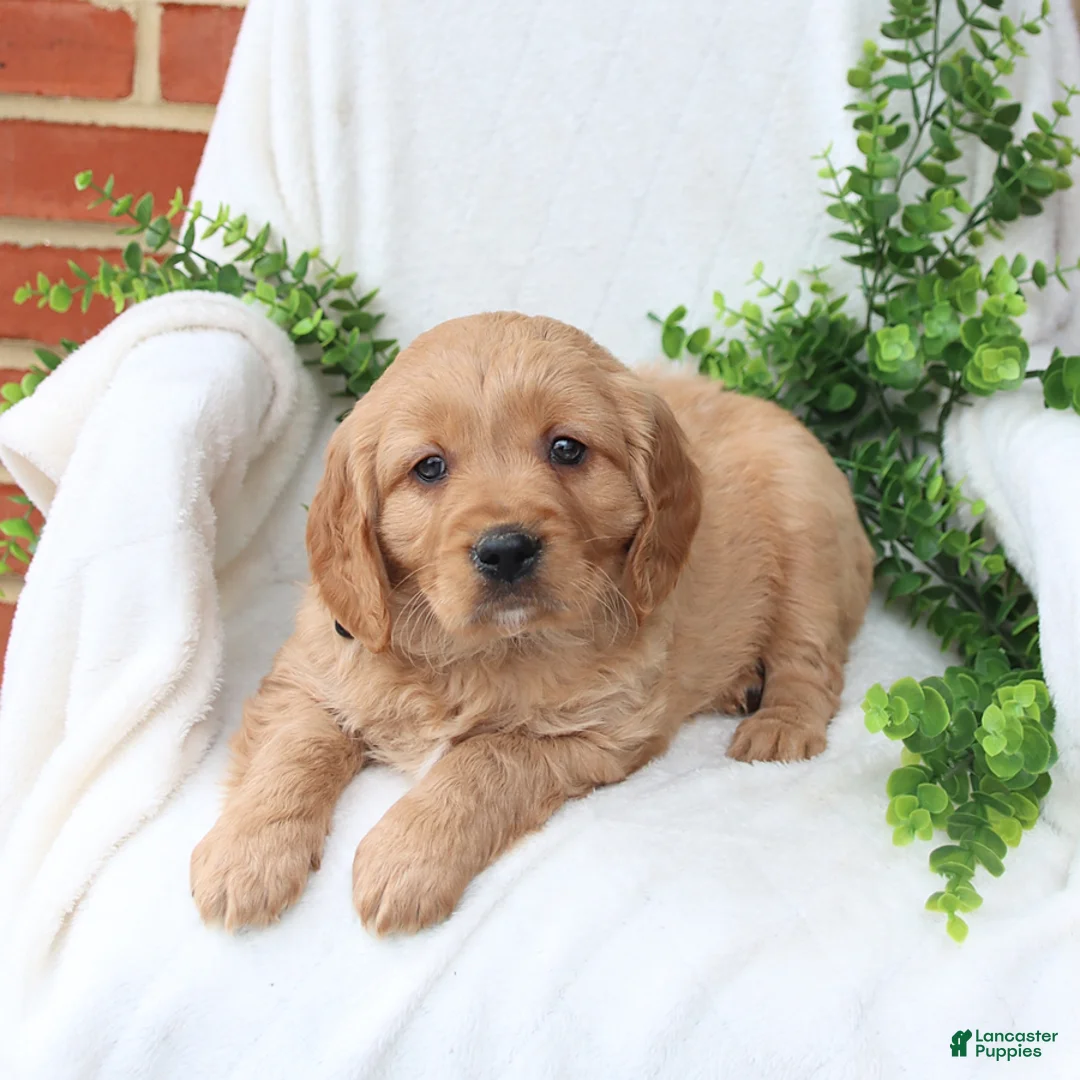 Miniature Golden Retriever dogs for sale: Jake - Ad 1