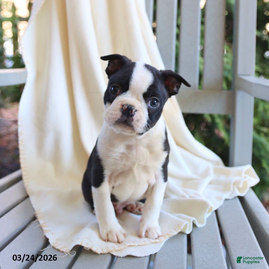 Boston Terrier dogs Cody - Ad 2