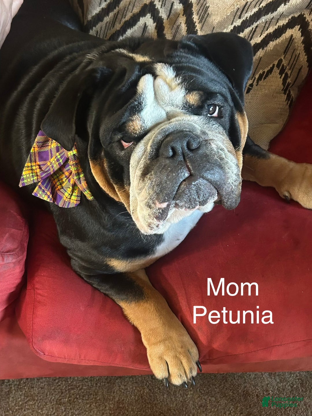 English Bulldog dogs for sale: English Bulldog Puppy 5 - Ad 8