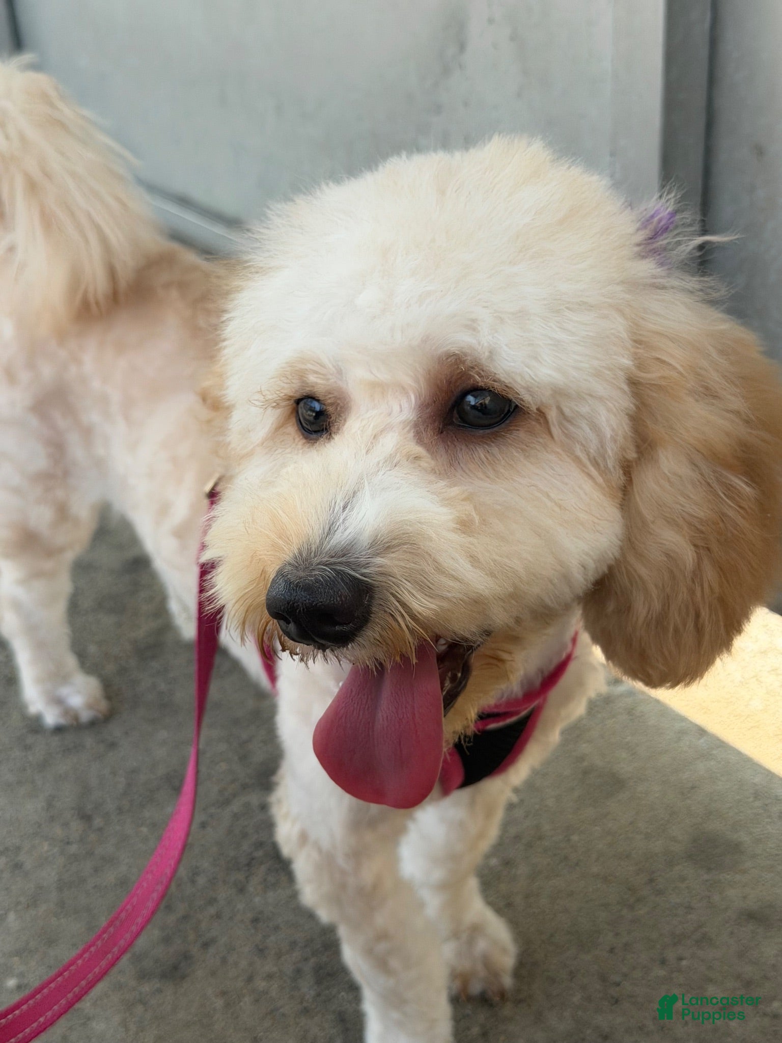 Toy Poodle dogs Toy Poodle 1 (Nyla) - Ad 9
